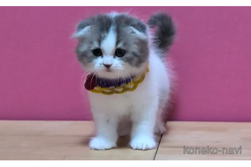 成約済の東京都のスコティッシュフォールド(折れ耳)-105725の3枚目